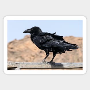 crow Sticker